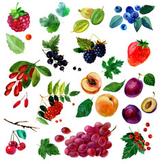 Watercolor illustration, set of fruit and berries, parts and leaves, peach, plum, grapes, strawberries, raspberries, cherries, currants, blackberries, blueberries, gooseberries, barberries and rowan.