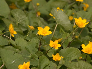 Gelbes Blütenmeer