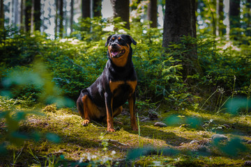 rottweiler - dog - forest