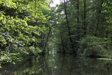 Spreewald