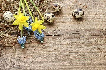 Daffodils, muscari flowers, hay and quail eggs on wooden background.