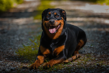 rottweiler
