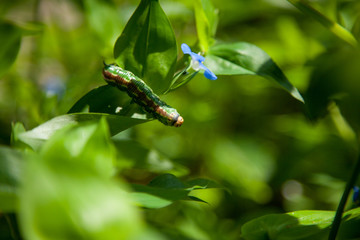 Macro of green and brown caterpillar on the flower