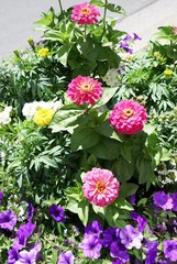 Buntes Blumenbeet mit Dahlien, Petunien etc. pink, lila, gelb, weiß