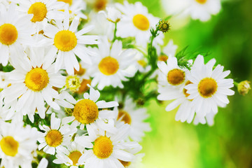 Chamomile among flowers