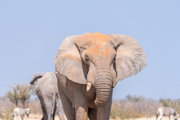 Fototapeta na wymiar Close-up of an african bull elephant