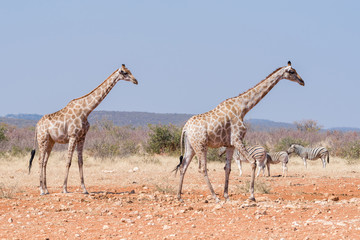 Two giraffes and three Burchells Zebras at the Rateldraf waterhole