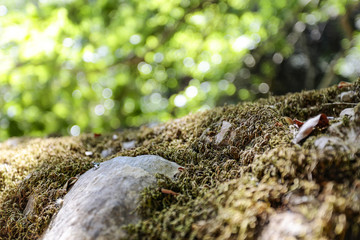 free space if forest 