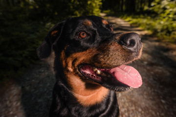 rottweiler