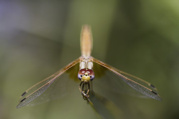 Dragonfly