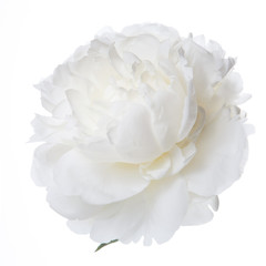 White peony flower isolated.