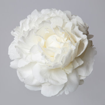 Fototapeta Biały piwonia kwiat na białym tle na szarym tle.