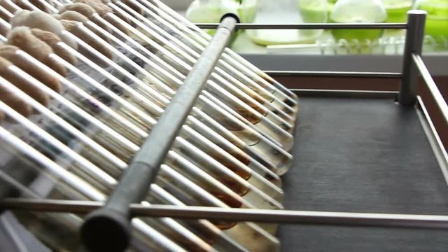 The row of tubes filled with nutrient media, living bacteria and crude black oil (petroleum)  are mixed on a laboratory shaker. Glassware filled with green microalgae Chlorella are in background.