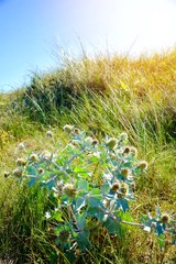 Stranddistel an der Ostsee 