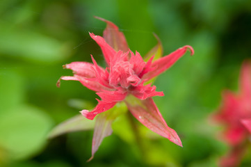 Yellowstone Wildflowers