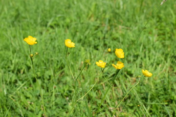 Obraz premium yellow flowers on green grass