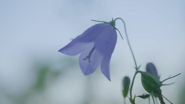 Close-up of beautiful bluebell flowers - campanula rotundifolia. Close-Up of violet colored Campanula Bellflowers. Campanula, close up