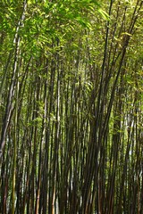 Forêt de bambou zen et reposante