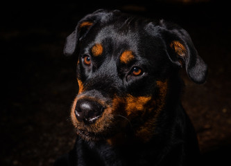 rottweiler