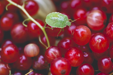 Macro shot of green shield bug selective focus