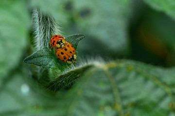 love lady bugs