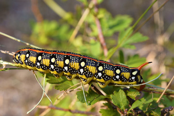 hyles euphorbiae caterpillar