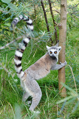 Naklejka na ściany i meble Lemur wchodzący na drzewo