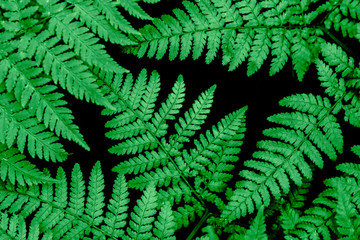 Fern Texture