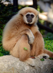 Fototapeta premium White-handed gibbon (Hylobates lar) Chiang Mai zoo