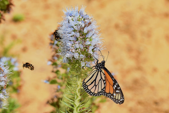 Banded bee and monarch butterfly on echium flower
