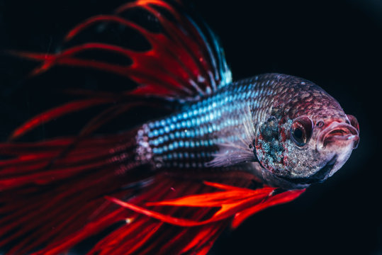 Siamese fighting fish