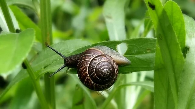 Snail live in the leaf grass - macro. Gastropoda - the most numerous class, composed of the type Mollusca. 