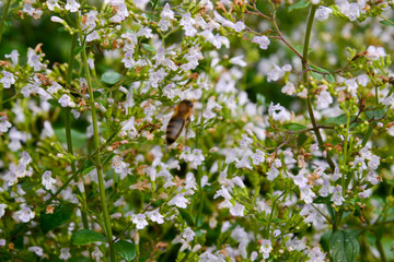 Bergminze (calamintha nepeta) mit Biene