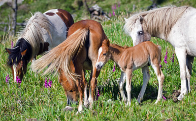 Galician ponies, Galicia, Spain