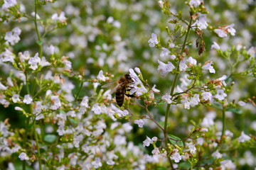Bergminze (calamintha nepeta) mit Biene