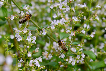 Bergminze (calamintha nepeta) mit Biene