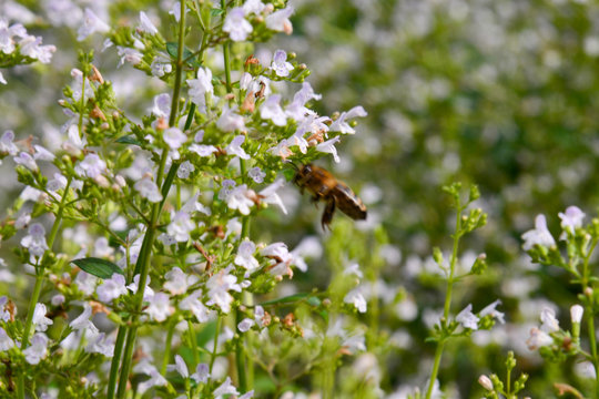 Bergminze (calamintha nepeta) mit Biene