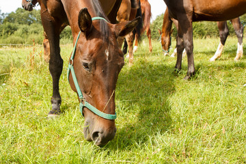Group of horses eating the green grass