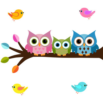 owls on a branch with birds