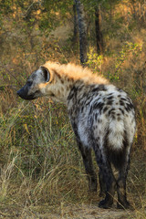 Backlit spotted hyena
