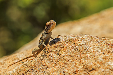 Lizard peering over a rock