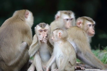 Crab-eating macaque (Macaca fascicularis) in Khao Yai National Park, Thailand