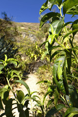 Saltamontes hoja (Stilpnochlora couloniana)