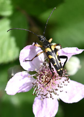 Rutpela (=Strangalia) maculat,  Galicia, Spain