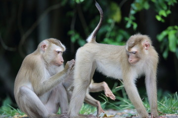 Crab-eating macaque (Macaca fascicularis) in Khao Yai National Park, Thailand