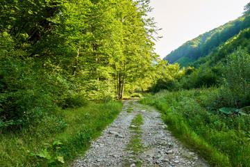 Fototapeta na wymiar Trail offroad through the forest