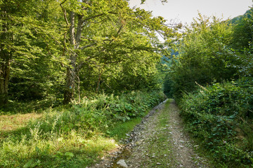 Trail offroad through the forest