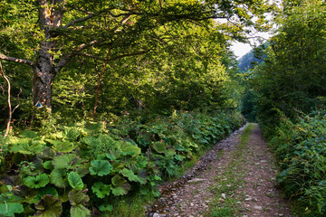 Trail offroad through the forest