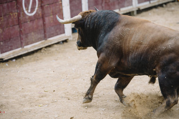  Bull in a bullring.