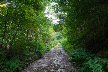 Trail offroad through the forest